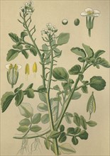 Medicinal plant Watercress