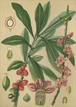Medicinal plant February daphne