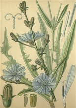 Medicinal plant wild chicory