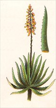 Medicinal plant Aloe Vera  /  Heilpflanze Echte Aloe