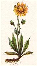 Medicinal plant Arnica montana