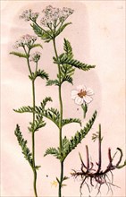 Medicinal plant Achillea millefolium