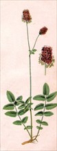 Medicinal plant Pimpinella saxifraga