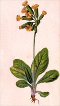 Medicinal plant Primula veris