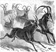 Antelope Harris