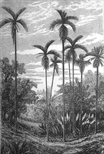 Areca catechu is a species of palm which grows in much of the tropical Pacific