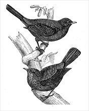 Blackbirds on a branch