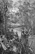 Australian natives climbing a eucalyptus tree