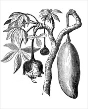 Fruit and flower of baobab