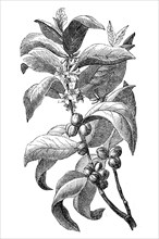 Branch of coffee bush