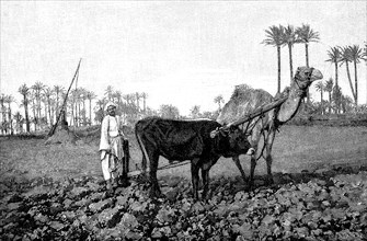 Arab ploughing with a mixed team of cattle and camel