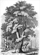 large cork oak