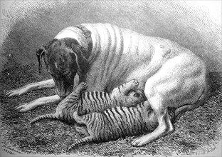 Dog as a wet nurse for tiger cubs in the zoological garden of Dresden