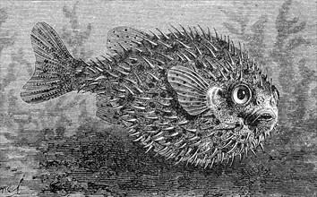 Porcupinefish are fish belonging to the family Diodontidae