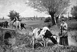 Peasant woman herding a cow in the pasture while knitting