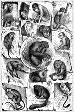 Different species of monkeys on a picture tableau from an encyclopedia from 1880