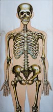 Historic representation of the human body