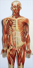 Historic representation of the human body