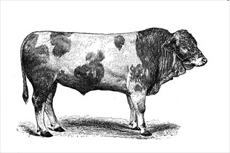 Fleckvieh is a breed of dual-purpose cattle suitable for both milk and meat production. It originated in Central Europe in the 19th century from cross-breeding of local stock with Simmental cattle imp...