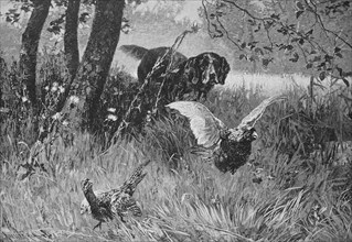 Hunting dog has tracked down two pheasants  /  Jagdhund hat zwei Fasane aufgestöbert
