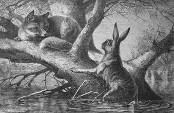Fox stalks a hare