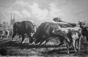 Bullfight on the pasture
