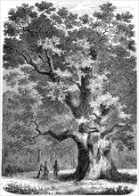 Amalieneiche or giant oak from Hasbruck