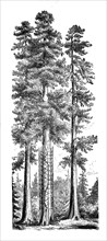 The mammoth spruce Sequia gigantea in California