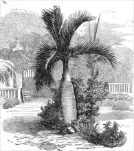African Palm Tree on Madagascar
