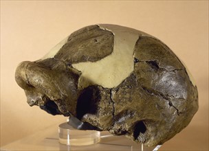 Reproduction of a skull OH5. Olduvai site