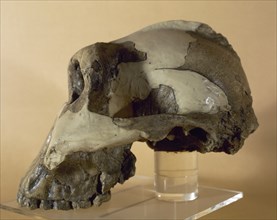 Reproduction of a skull of Zinjanthropus Boisei