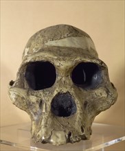 Mrs. Ples. Reproduction of a skull of an Australophitecus africanus