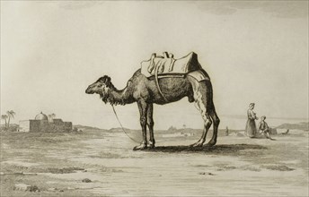 Camel saddled for the trip.