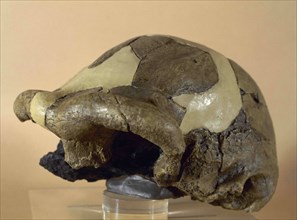 Cranium OH9 or 'Chellean Man'.