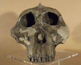 Hominin Paranthropus boisei.