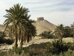 Palm grove and ruins of the 'Qaalaat Ibn Mann'.