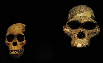 Reproduction of two Australopithecus africanus skulls