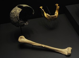 Replicas of Homo heidelbergensis
