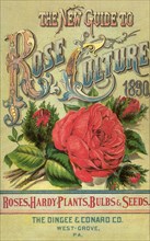 Red Rose Cover