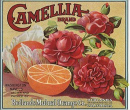 Oranges and Camelia