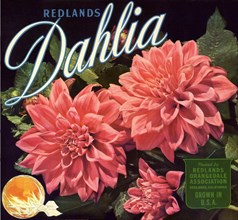 Redlands Dahlia