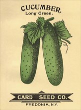Cucumber Seed Packet