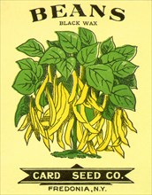 Beans Seed Packet