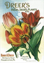 Tulip Seed Packet