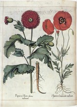 Poppies with Scarlet Blooms