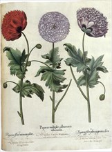 Poppies, Papaver hortensis