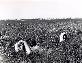 Migrant workers picking cotton