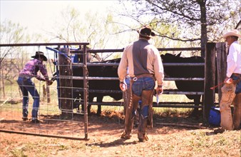 Authentic American Cowboys: 1990s Cowboys in the American west during spring branding time on a ranch near Clarendon Texas circa 1998. .
