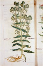 Dipsacus albus =: White Card Thistle circa 1542.