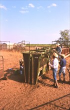 Authentic American Cowboys: 1990s Cowboys in the American west during spring branding time on a ranch near Clarendon Texas circa 1998. .